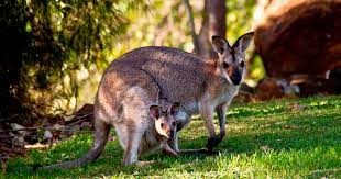 How kangaroos care for their children